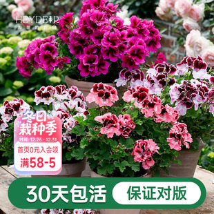 海蒂 垂吊直立大花飞溅花卉植物室内 花园天竺葵花苗盆栽重瓣四季