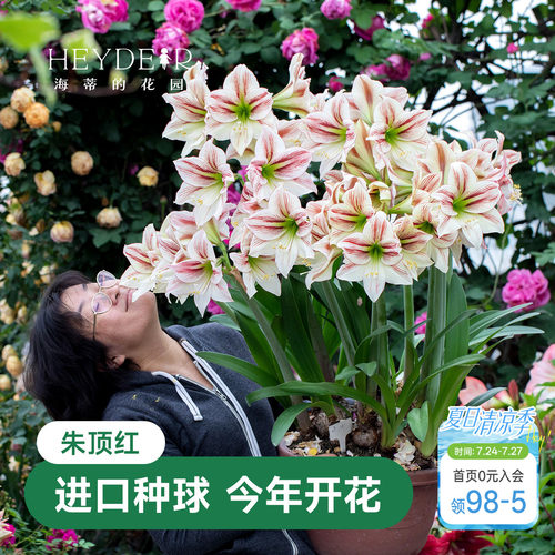海蒂的花园阳台好养朱顶红种球