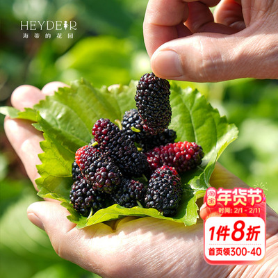 桑葚树苗南北方种植易结果