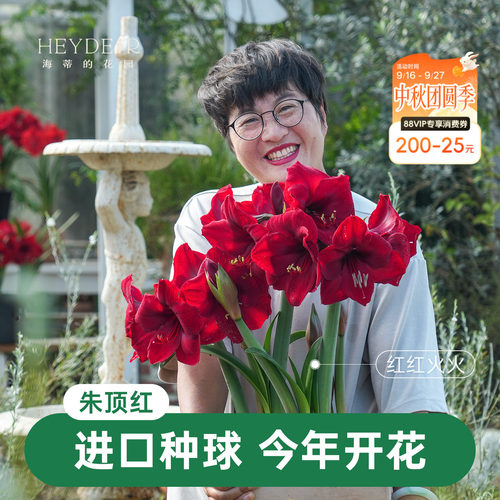 【小红书10万人种草】进口朱顶红