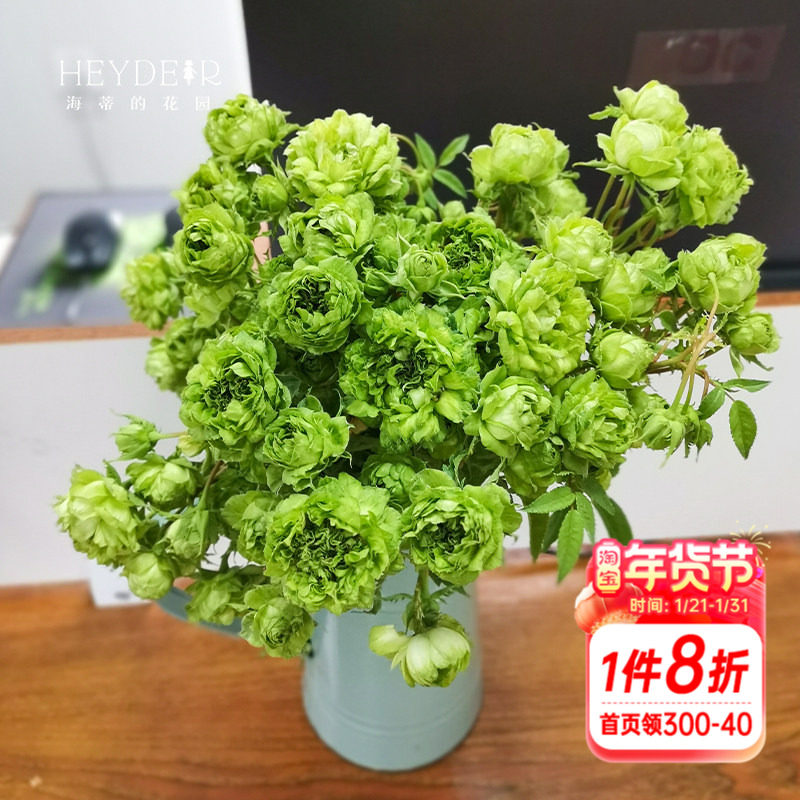 海蒂的花园  结绿珍微月直立月季绿色多季开花花量大花卉植物盆栽,鲜花速递/花卉仿真/绿植园艺,观叶 /花灌木,淘宝优惠券,粉丝福利购,淘宝优惠卷