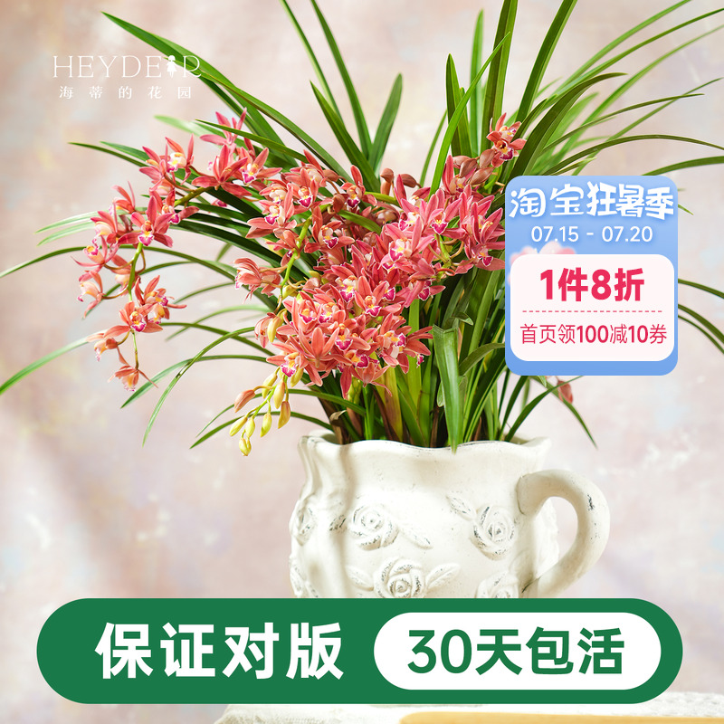 兰花杂交兰国兰多年生花卉盆栽