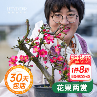 海蒂的花园垂丝海棠树苗庭院地栽风景树盆栽乔木灌木耐寒花卉好养