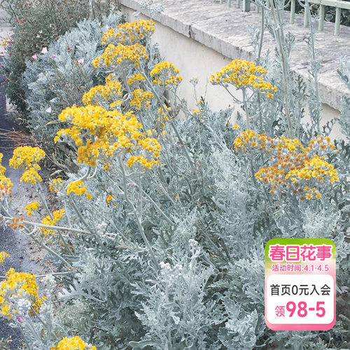 海蒂的花园银叶菊银白色观叶植物耐寒花境搭配造景花卉盆栽苗花苗