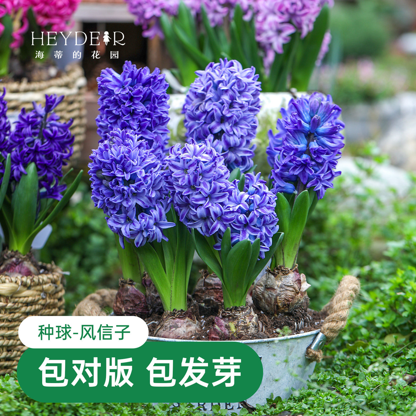 海蒂的花园风信子盆栽花卉阳台庭院地栽花卉花园栽种绿植海妈家