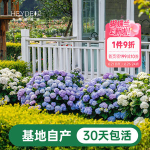 海蒂基地自产高品质绣球无尽夏
