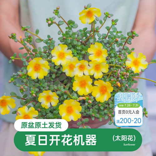 海蒂马齿苋阳台花卉植物盆栽苗