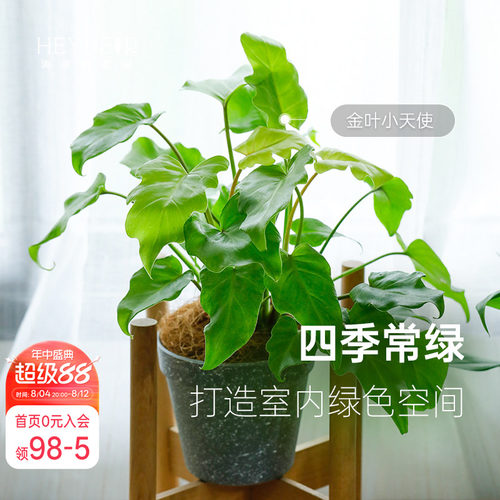 蔓绿绒客厅书房书桌室内观叶绿植