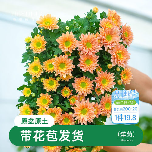 乒乓菊盆栽带花苞耐热耐晒