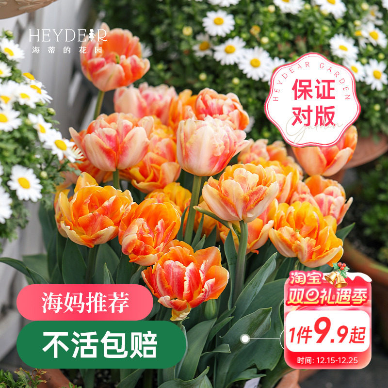 海蒂的花园郁金香种球5度球自然球阳台盆栽庭院地栽球根海妈推荐