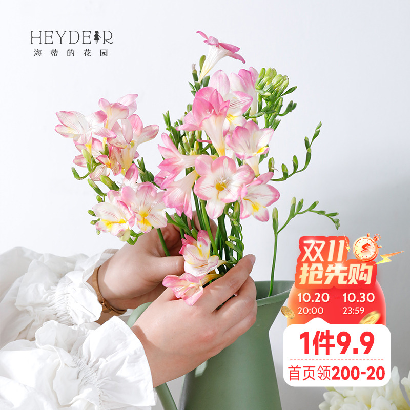 海蒂的花园香雪兰切花种球多年生