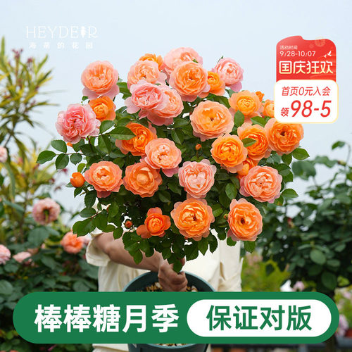 海蒂的花园棒棒糖月季花苗盆栽果汁阳台蓝色阴雨开花植物四季花卉