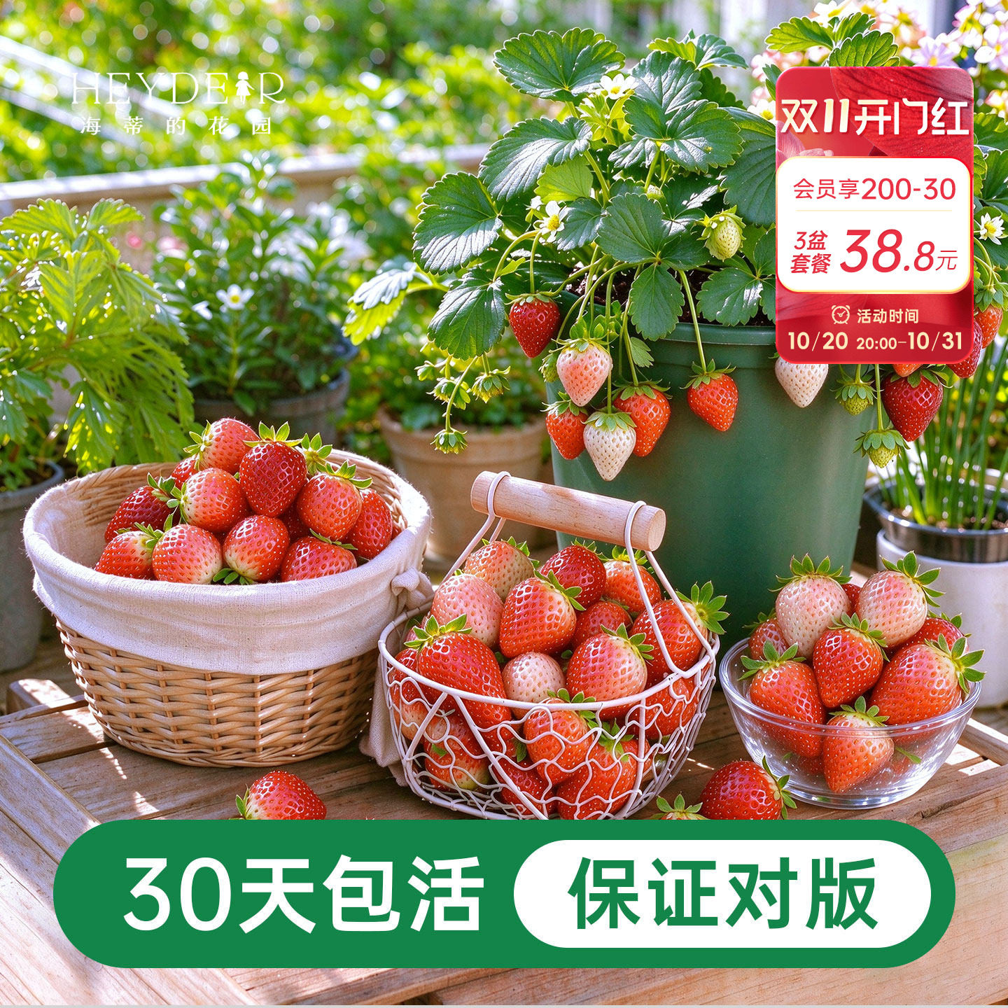 海蒂的花园成都总店草莓苗盆栽秧苗穴盘苗红颜粉玉章姬香野海妈