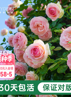 海蒂的花园月季花苗盆栽粉色龙沙宝石木本花卉阳台开花玫瑰海妈家