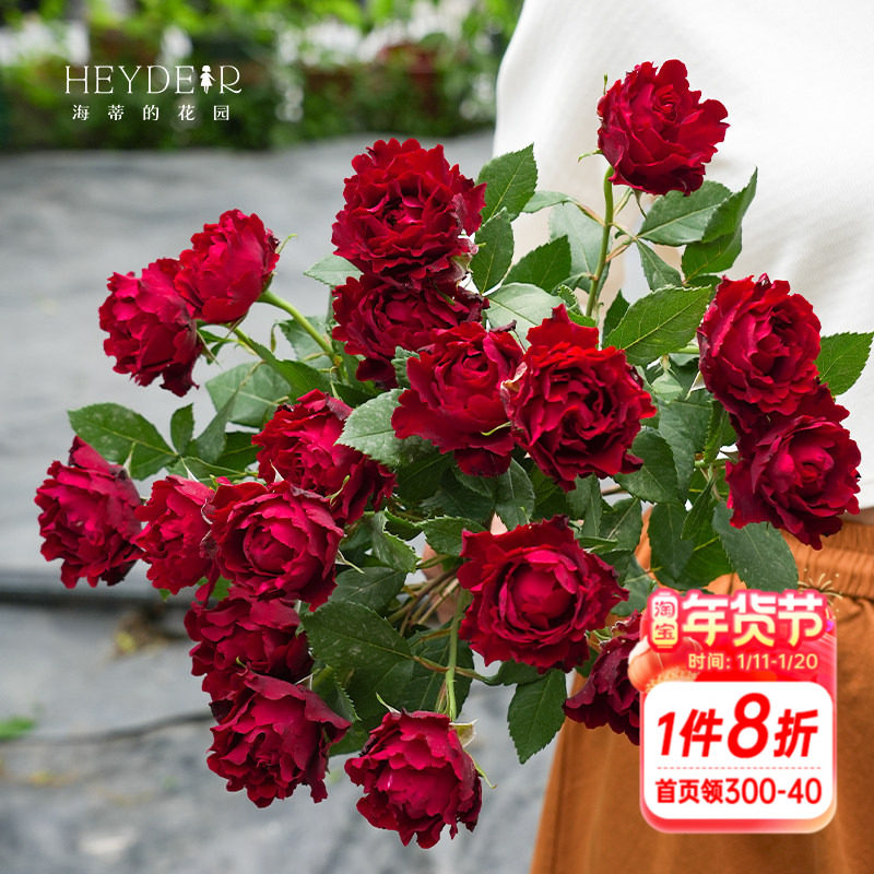 海蒂的花园 纪念芭芭拉直立月季勤花抗病阳台庭院花卉植物盆栽苗,鲜花速递/花卉仿真/绿植园艺,月季/蔷薇/玫瑰,淘宝优惠券,粉丝福利购,淘宝优惠卷