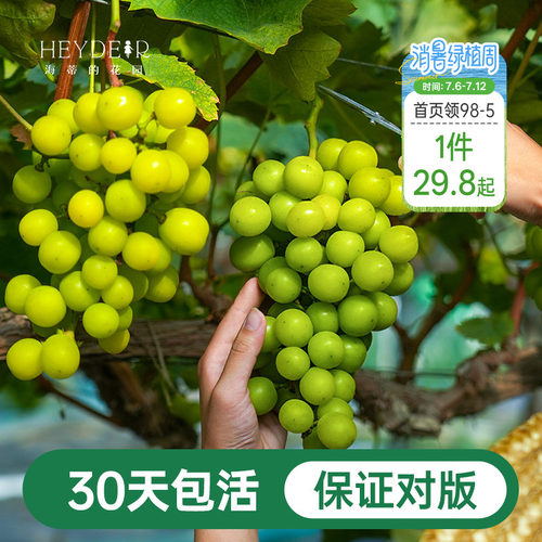 阳台果树阳光玫瑰葡萄苗