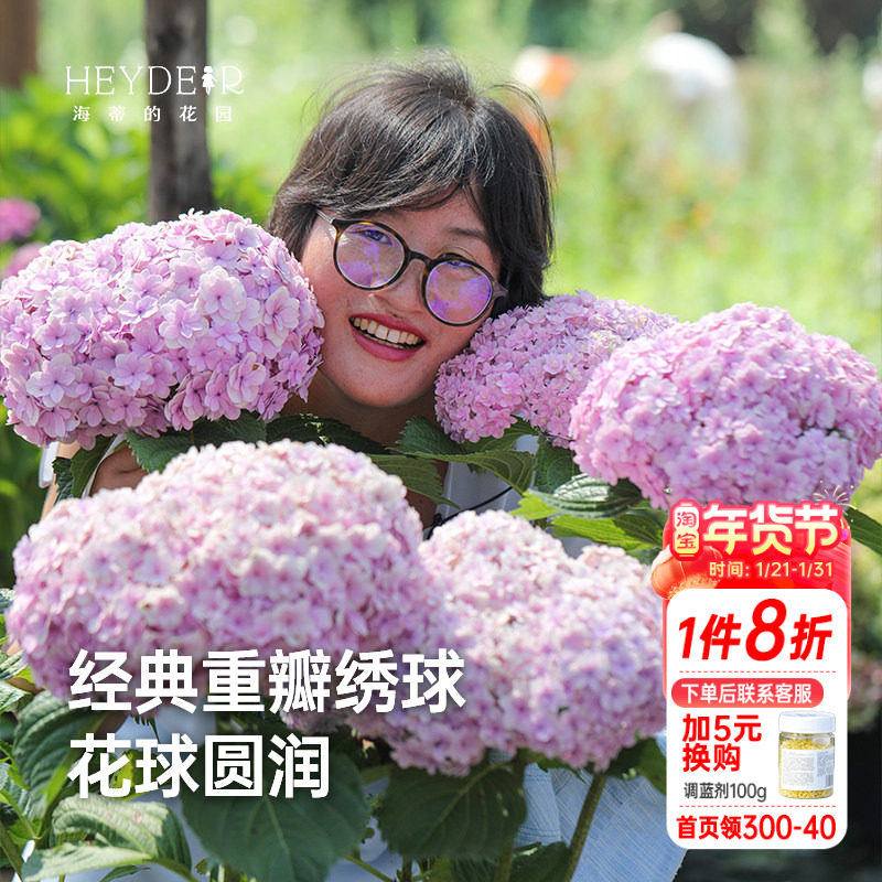 海蒂的花园花手鞠经典重瓣大花绣球可调色庭院阳台植物盆栽花卉苗,鲜花速递/花卉仿真/绿植园艺,绣球/木绣球/木本植物,淘宝优惠券,粉丝福利购,淘宝优惠卷