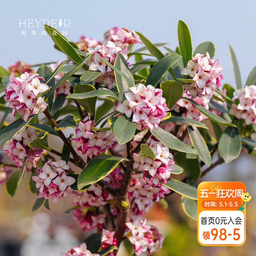 海蒂的花园瑞香气味芳香客厅桌面花卉植物室内花绿植花卉盆栽花苗 - 封面