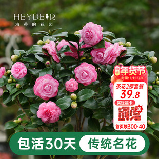 海蒂的花园茶花树苗盆栽十八学士山茶花香妃茶秋冬花卉【带花苞】