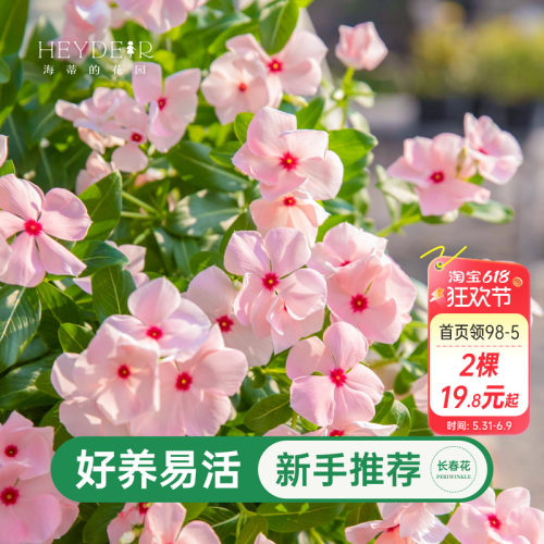 海蒂的花园长春花阳台花量大