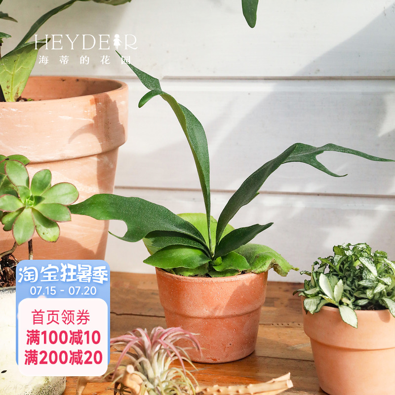 海蒂的花园成都总店鹿角蕨绿植盆栽室内植物客厅桌面植物海妈推荐