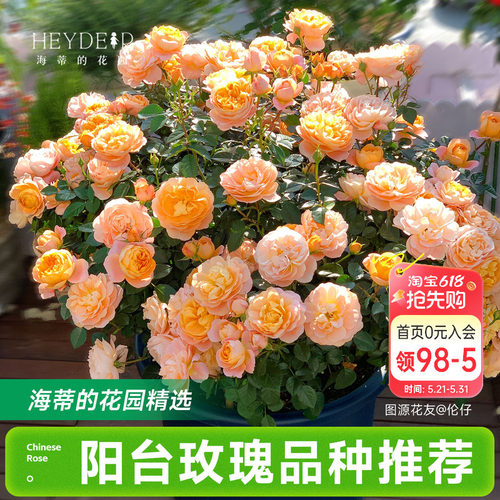 海蒂的花园月季花苗阳台玫瑰盆栽开花直立爬藤垂吊栽种花卉植物