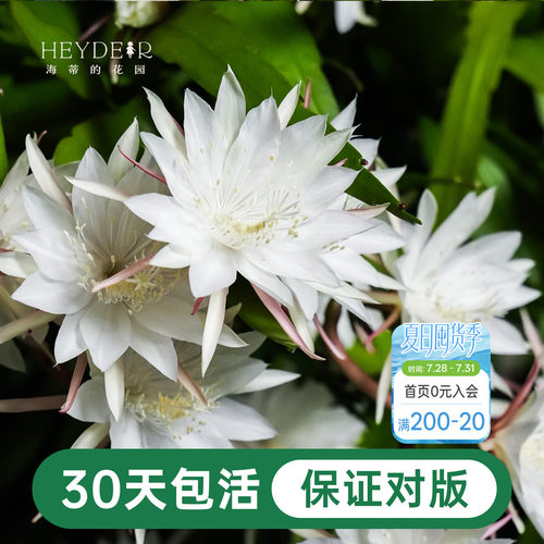 海蒂的花园昙花好养有香味花卉