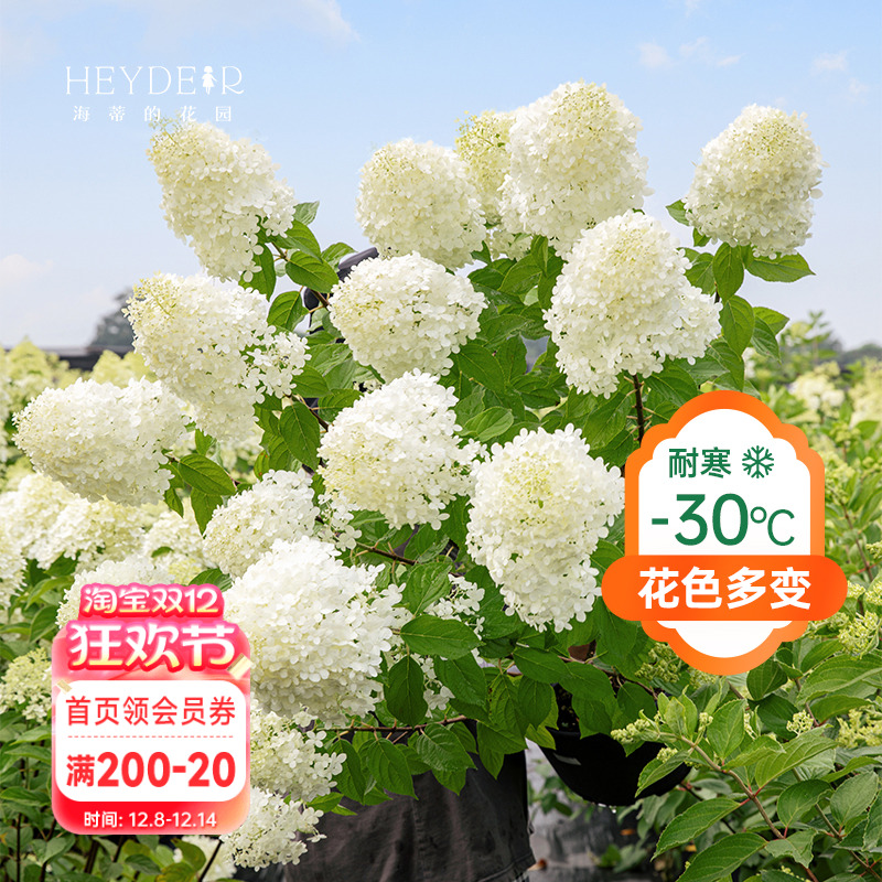 海妈香草草莓石灰灯带花盆栽