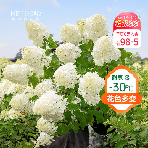 海妈香草草莓石灰灯带花盆栽