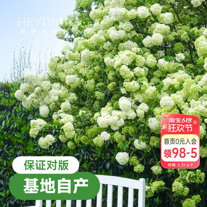 海蒂的花园中华木绣球斗球耐寒花卉盆栽欧洲木绣球树苗绣球花苗