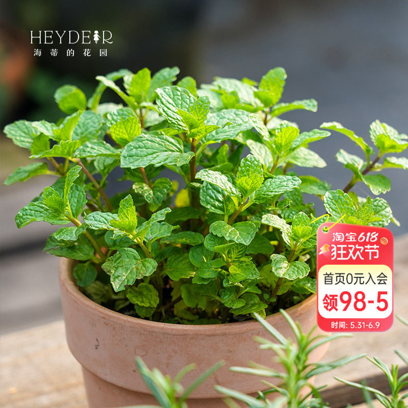 海蒂的花园薄荷迷迭香可食用香草香叶观叶室内绿植