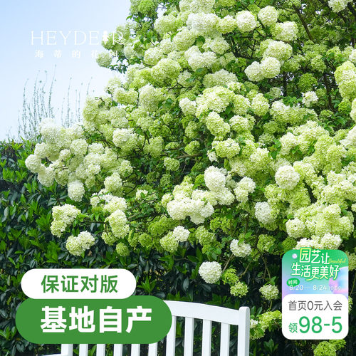 中华木绣球【小红书10万人种草】