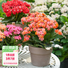 海蒂的花园长寿花盆栽重瓣大花花苗带花苞金狐狸花卉植物室内开花