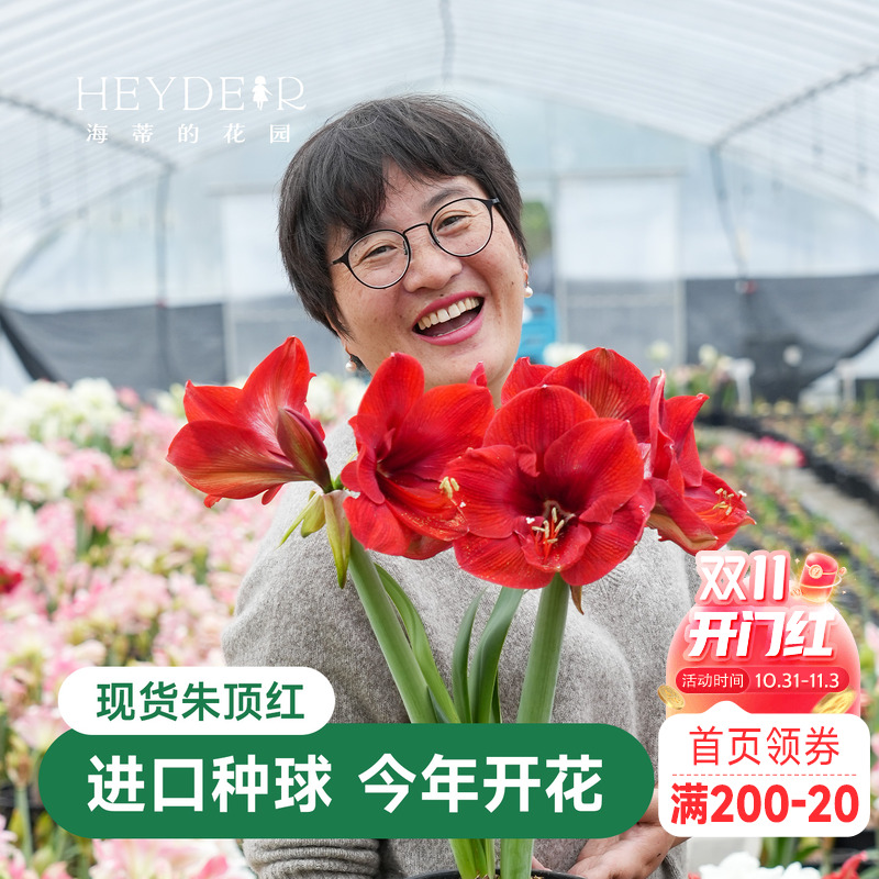 海蒂的花园秘鲁朱顶红室内开花