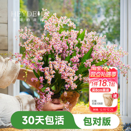 海蒂的花园文心兰盆栽