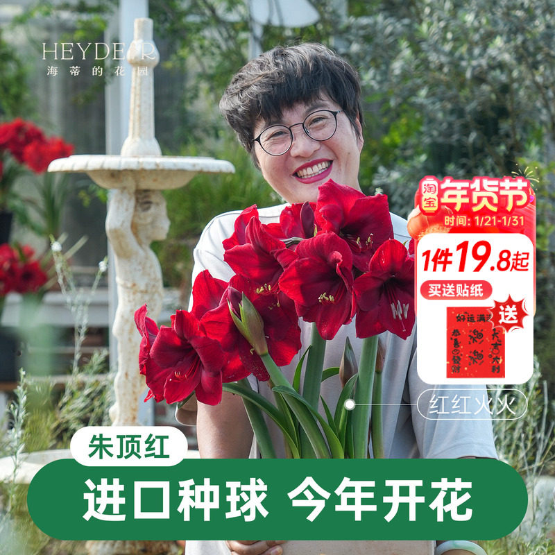 海蒂的花园朱顶红种球阿弗雷进口重瓣鬼魅新年快乐开花球根海妈,鲜花速递/花卉仿真/绿植园艺,种球/裸根,淘宝优惠券,粉丝福利购,淘宝优惠卷