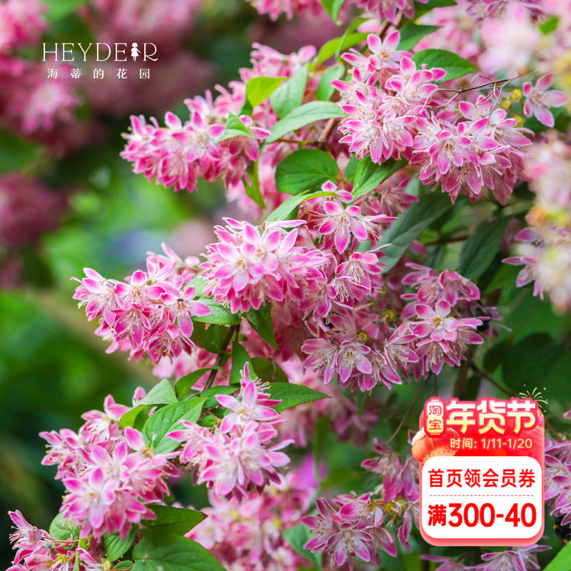 海蒂的花园溲疏爱丽丝雪樱花草莓田耐阴耐寒春天开花植物花卉盆栽,鲜花速递/花卉仿真/绿植园艺,观叶 /花灌木,淘宝优惠券,粉丝福利购,淘宝优惠卷