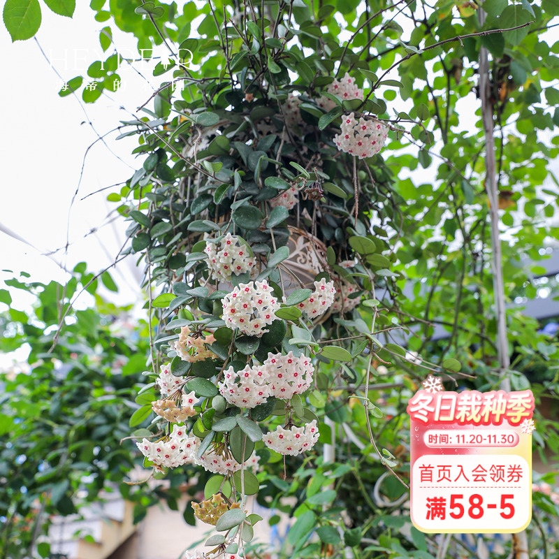 海蒂的花园球兰好养耐阴办公室桌面盆栽可垂吊花卉植物室内花绿植