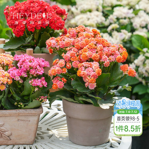 海蒂的花园长寿花盆栽重瓣大花