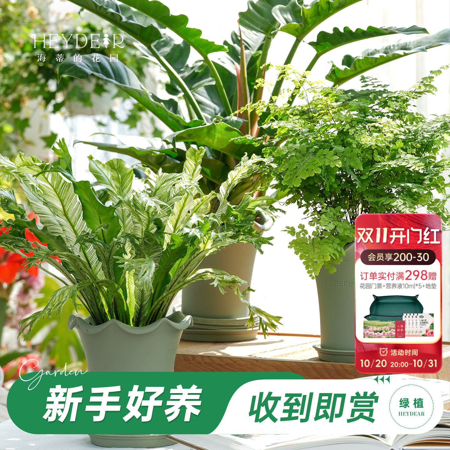 海蒂的花园铁线蕨鸟巢蕨海芋带露苏尔盆绿植盆栽室内客厅桌面绿植