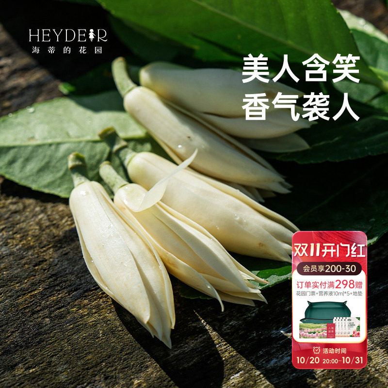 海蒂的花园黄葛兰黄角兰白兰花四川本土植物耐热香味花卉树苗盆栽