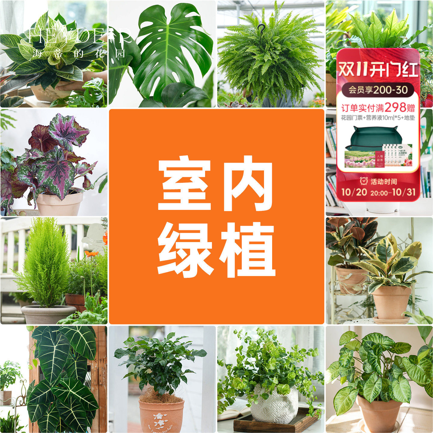 海蒂的花园室内绿植铂金钻龟背竹盆栽室内客厅桌面办公室观叶植物
