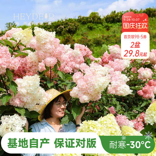 海妈北方耐寒耐旱植物花卉盆栽