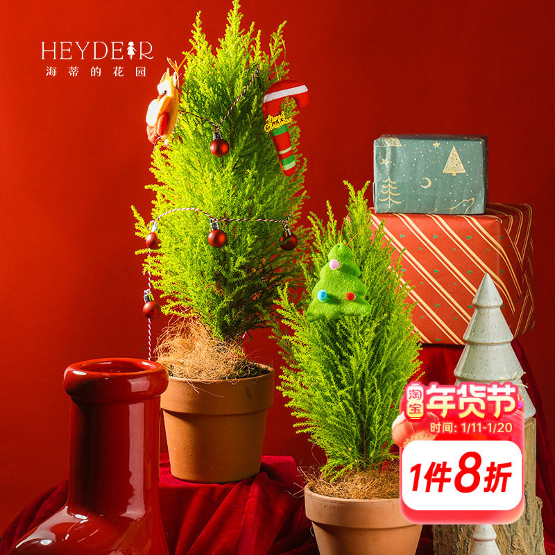 海蒂的花园 小香松圣诞树松柏四季常绿阳台庭院观叶绿植盆栽树苗,鲜花速递/花卉仿真/绿植园艺,绿植,淘宝优惠券,粉丝福利购,淘宝优惠卷