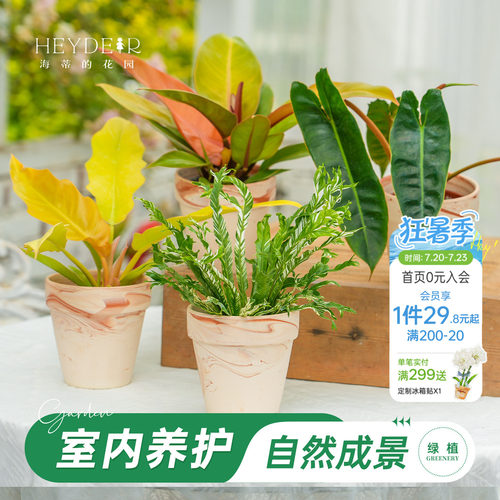 海蒂的花园蔓绿绒室内绿植带陶盆