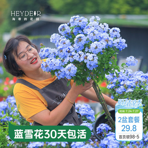 海蒂的花园蓝雪花盆栽耐热阳台可爬藤四季好养易活花卉植物室内花