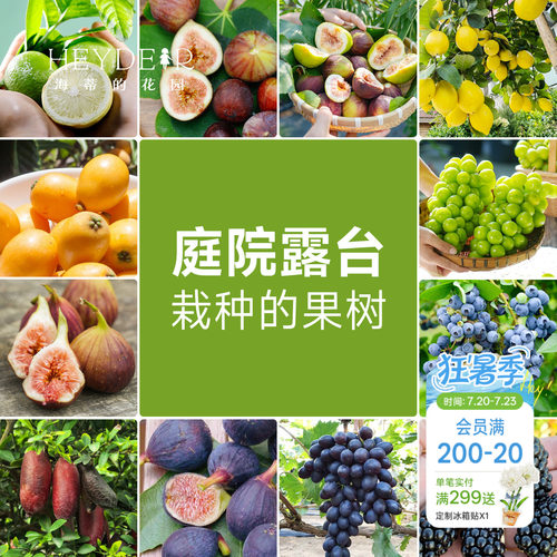 果树果苗盆栽葡萄柠檬