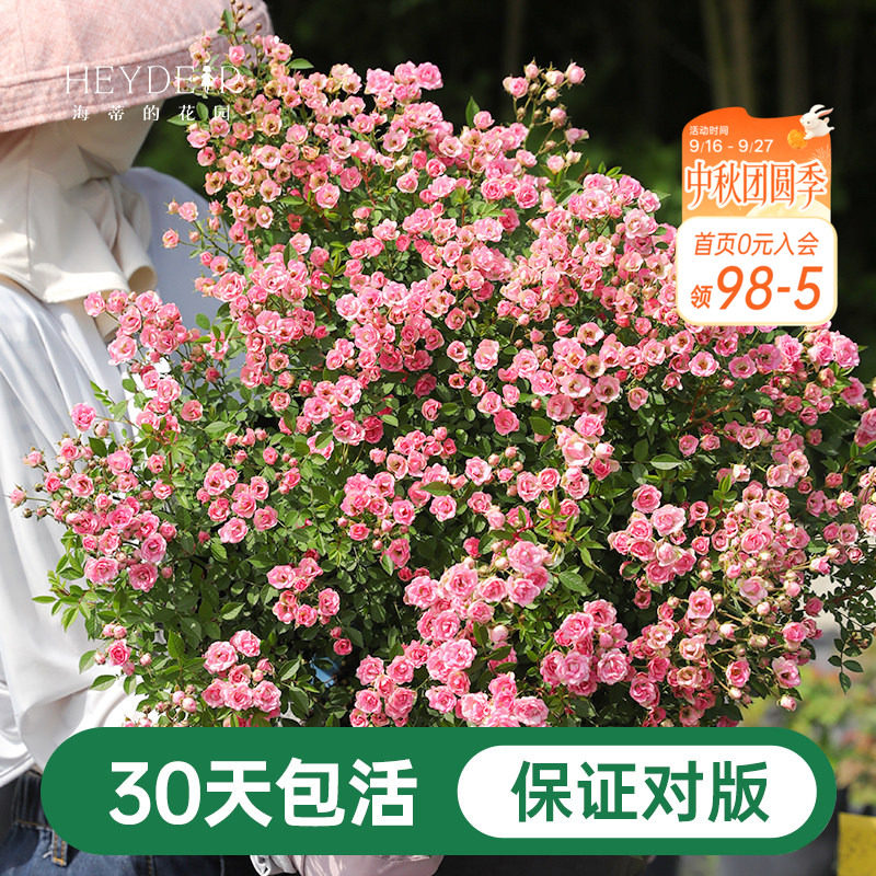 海蒂的花园超微月季室外多头										