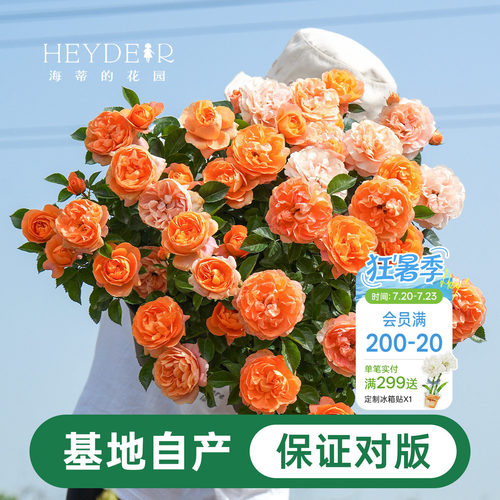 海蒂的花园月季花苗盆栽小苗爬藤玫瑰果汁阳台多季开花地栽花苗