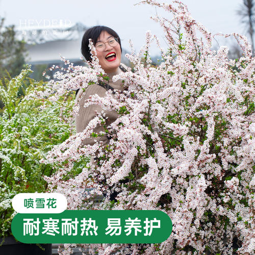 海蒂的花园金叶雪柳多年生花灌木